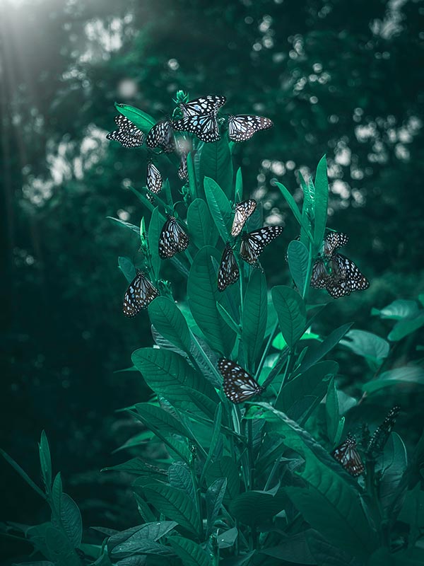 Butterflies on a plant