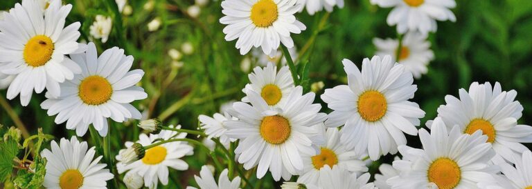 Daisys